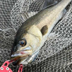 フッコ（マルスズキ）の釣果