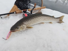 アメマスの釣果