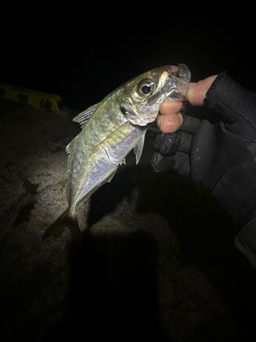 マアジの釣果