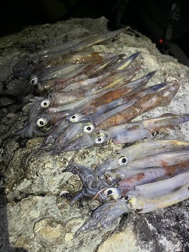 ヤリイカの釣果