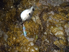 ガシラの釣果