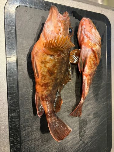 釣果