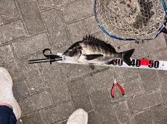 クロダイの釣果