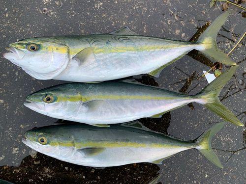 ツバイソの釣果