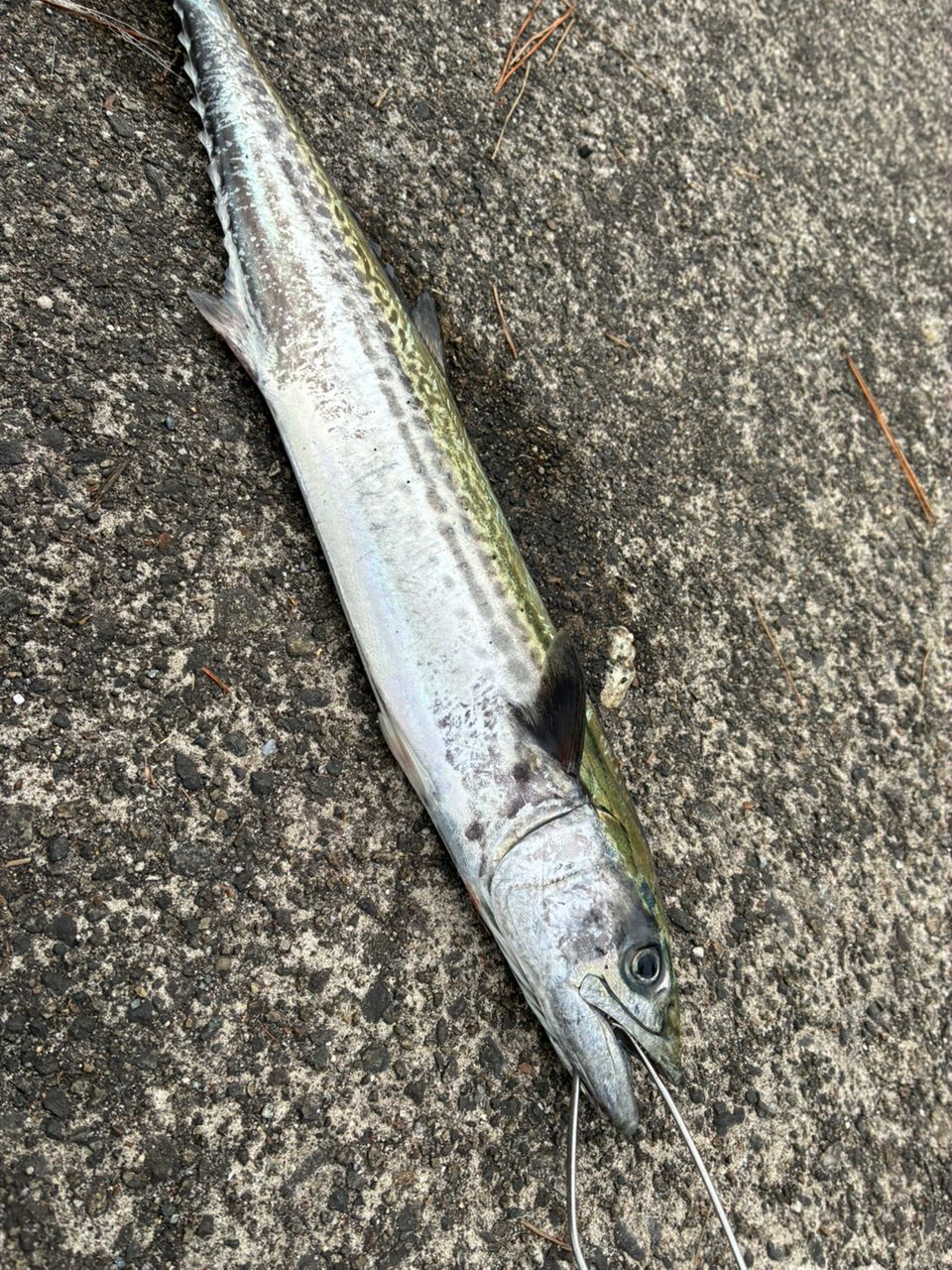 SHIMANO 19コルトスナイパー SS S100MHの最安値・インプレ・釣果