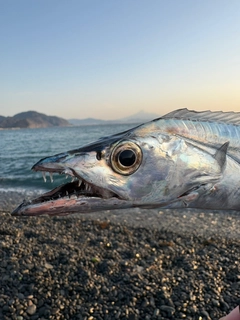 タチウオの釣果