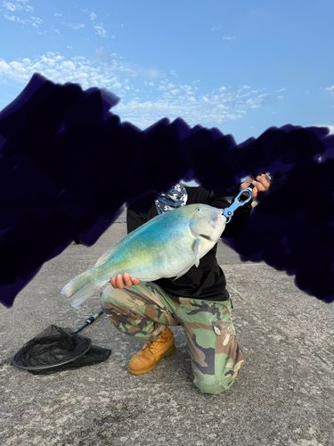 シロクラベラの釣果