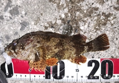 ヨロイメバルの釣果