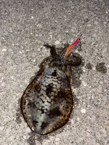 アオリイカの釣果