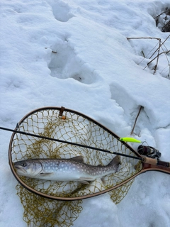 アメマスの釣果