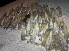 ヤリイカの釣果