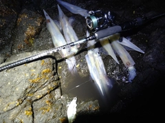 ヤリイカの釣果