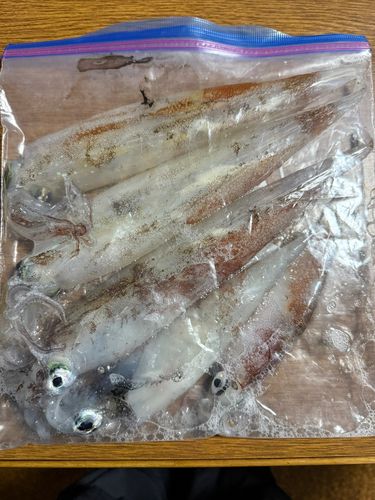 ヤリイカの釣果