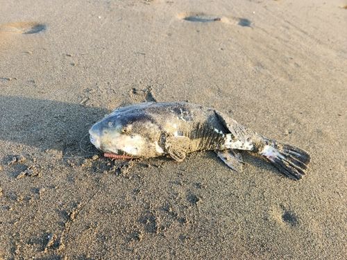 トラフグの釣果