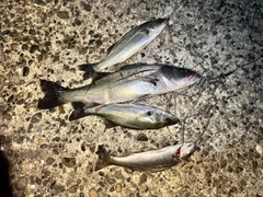 フッコ（マルスズキ）の釣果