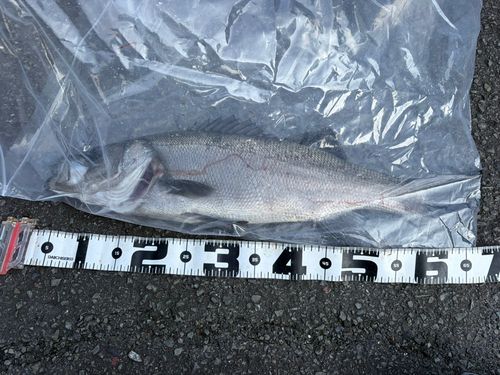 ヒラスズキの釣果