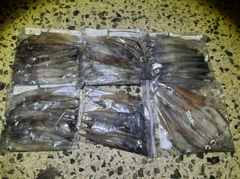 ササイカの釣果