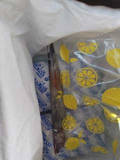 ヤリイカの釣果