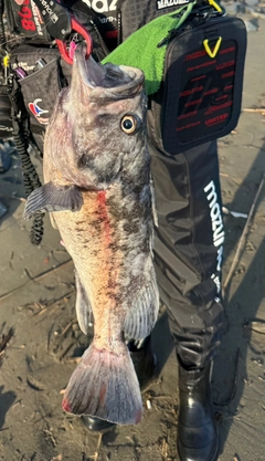 クロソイの釣果