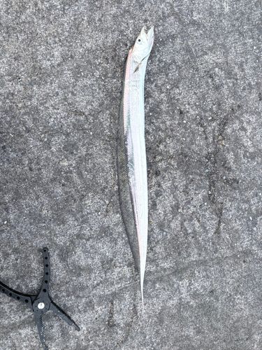 タチウオの釣果