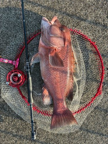 カンダイの釣果