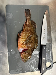 アラカブの釣果