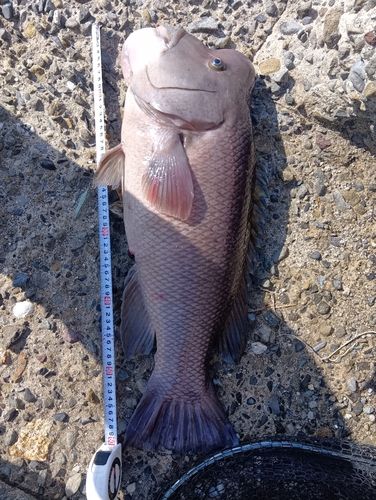 コブダイの釣果