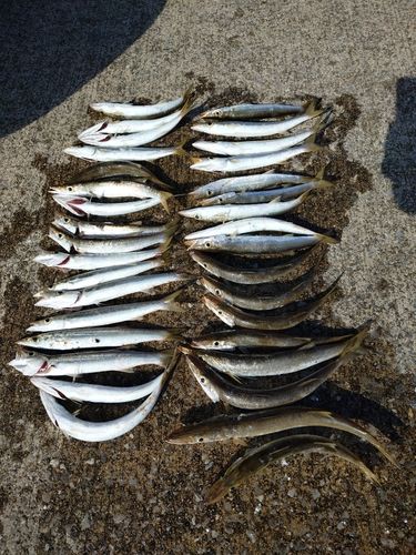 カマスの釣果