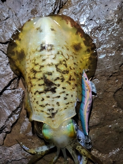 アオリイカの釣果