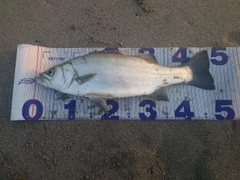 ヒラスズキの釣果