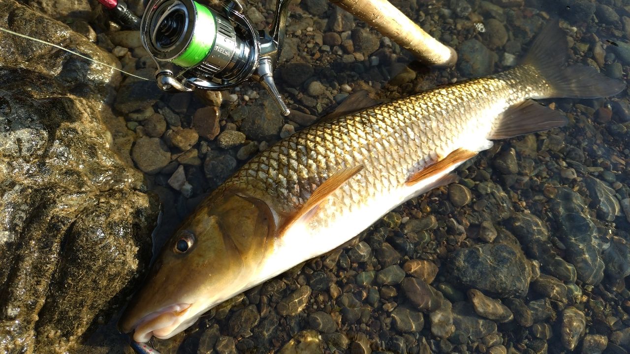 SHIMANO カーディフ ネイティブスペシャル 2019年モデルの最安値