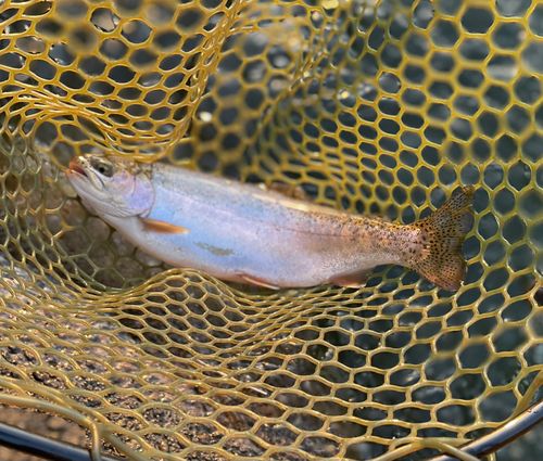 ニジマスの釣果
