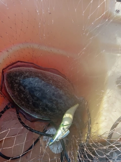 モンゴウイカの釣果