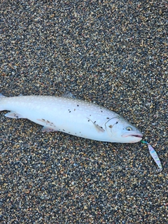 ウミアメの釣果