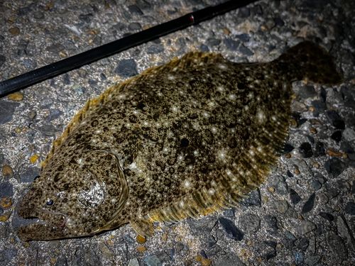 ヒラメの釣果