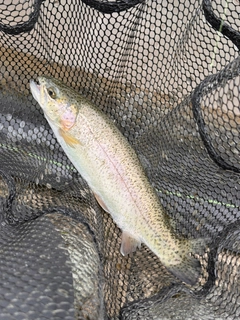 ニジマスの釣果