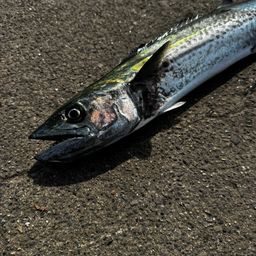 九頭竜川河口の釣果・釣り場情報【2026年最新】 - アングラーズ | 釣果