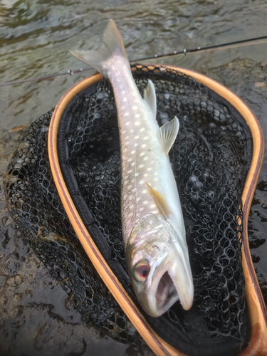 アメマスの釣果