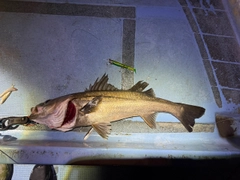 シーバスの釣果