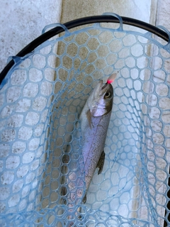 ニジマスの釣果