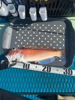 アマダイの釣果