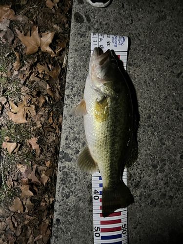 姉川河口で釣れたブラックバスの釣り・釣果情報 - アングラーズ | 釣果