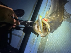 シーバスの釣果