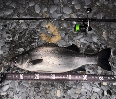 ヒラスズキの釣果