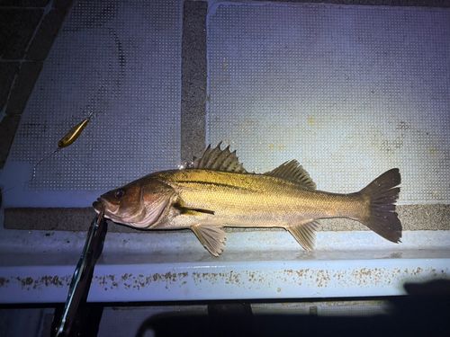 シーバスの釣果