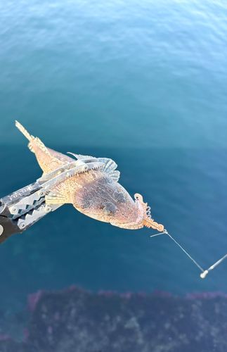 ワニゴチの釣果