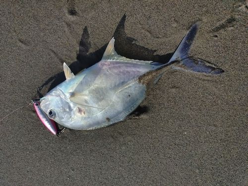メッキの釣果