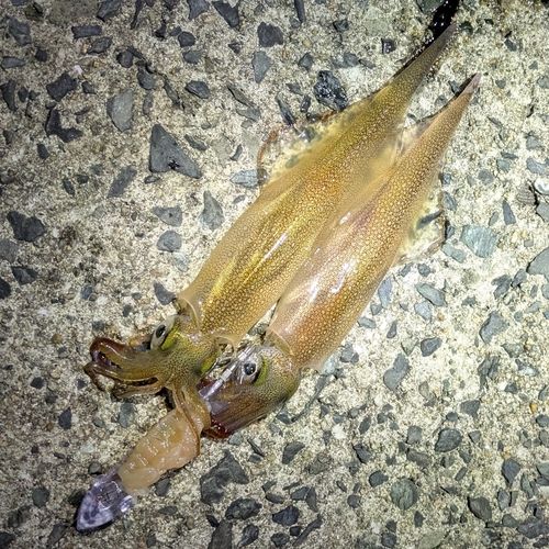 ヤリイカの釣果