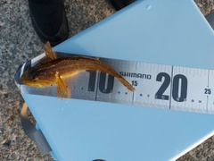 アナハゼの釣果