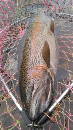ニジマスの釣果
